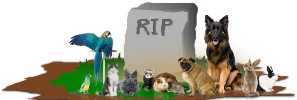 Dead Animal Nassau County | New York | Removal | Service | Bad | Smells | Flies | Walls | Attic | Stinks | Dead | Mice | Rats | Raccoon |
