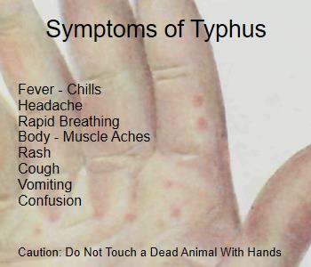 Dead Animal Nassau County | New York | Removal | Service | Bad | Smells | Flies | Walls | Attic | Stinks | Dead | Mice | Rats | Raccoon | Disease | rash | fleas